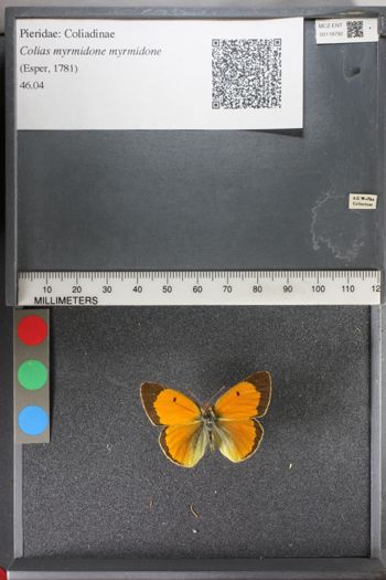 Media type: image;   Entomology 118792